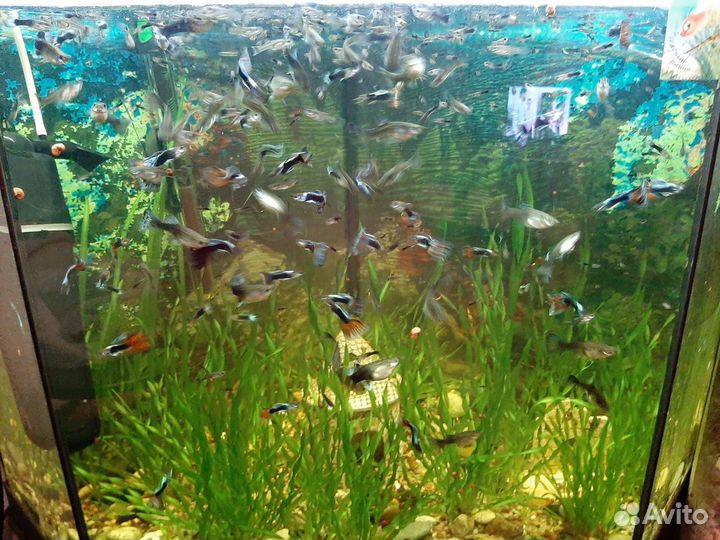 Рыбки (гуппи)