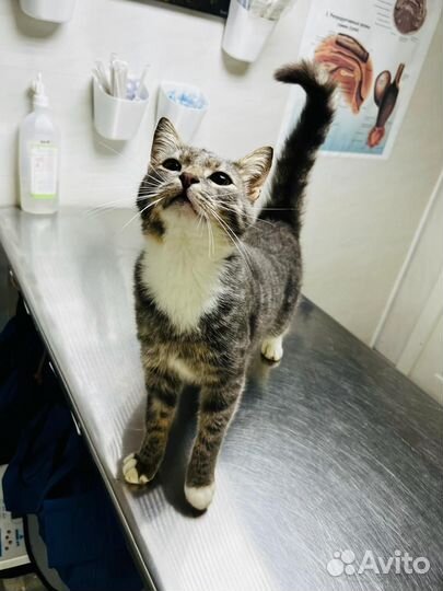 Котик в добрые руки