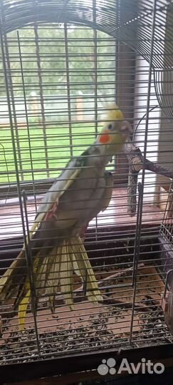 Попугай корелла
