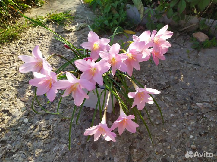 Зефирантес грандифлора