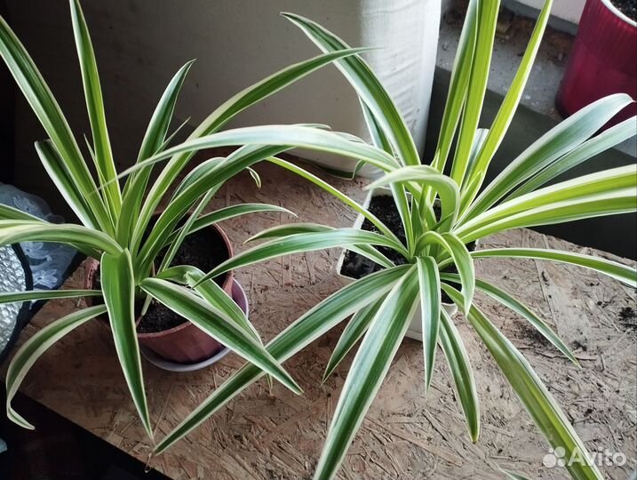 Хлорофитум