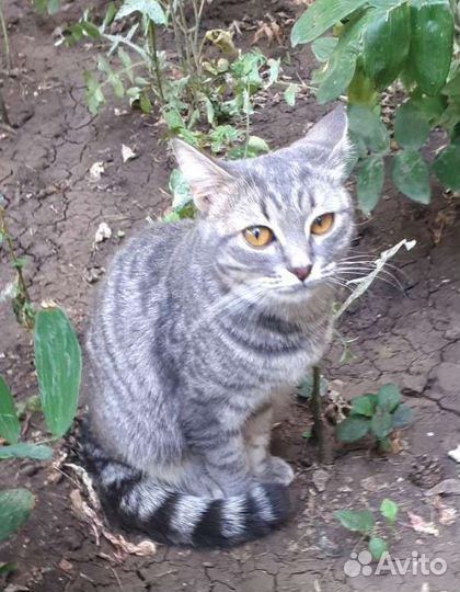 Милая кошечка в дом