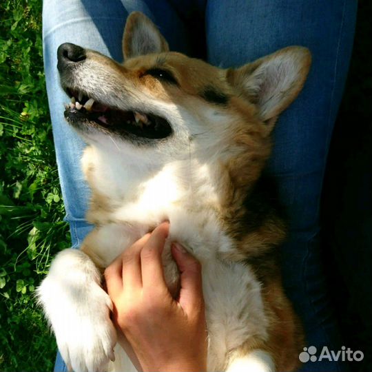 Выгул собак/Догситтер