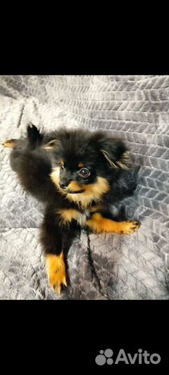 Померанский шпиц