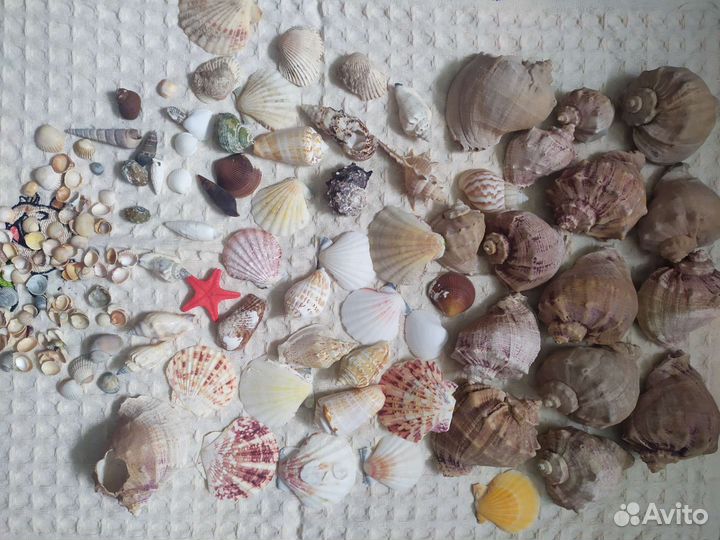 Морские ракушки и раковины