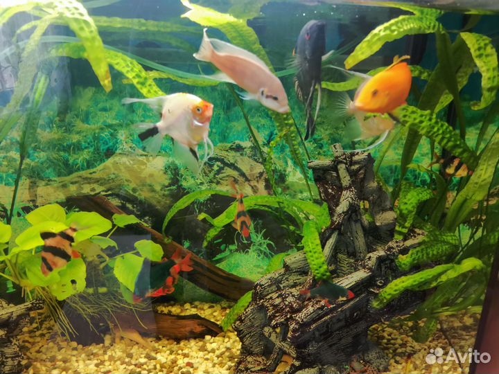 Аквариум