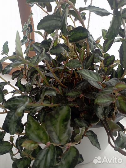 Редкие традесканции