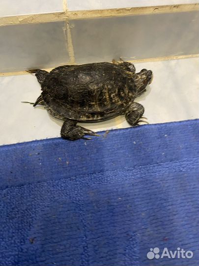 Черепаха