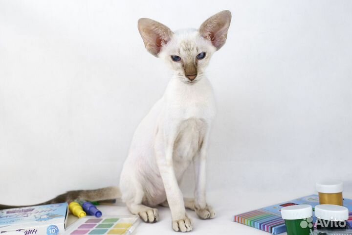 Ориентальные шалунишки