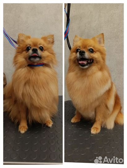 Стрижка собак-Экспресс-линька-Выезд на дом