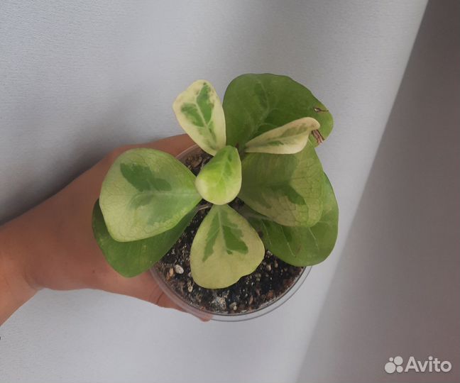 Фикус триангулярис коконат крем