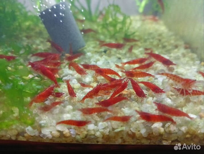 Аквариумная креветка. Красный огонь. Неокардина