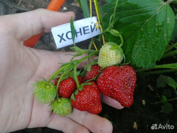 Рассада клубники