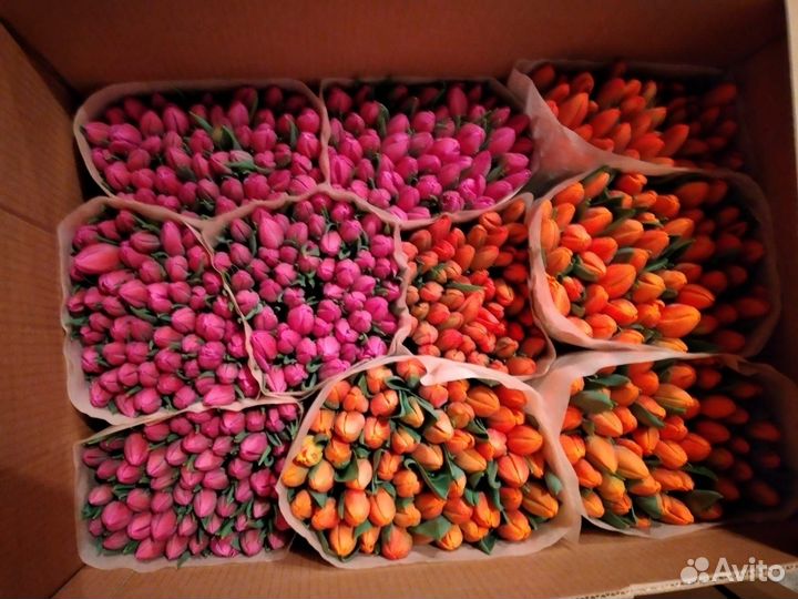 Тюльпаны к 8 марта оптом и в розницу экстра класса