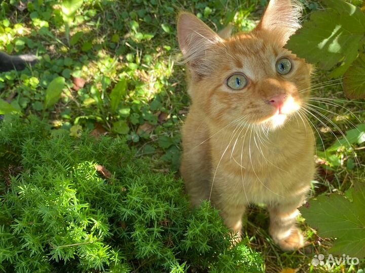 Котята рыжие бесплатно