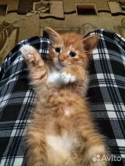 Котенок в дар рыжий