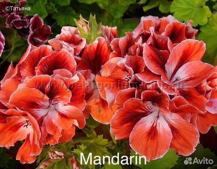 Пеларгонии