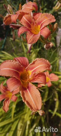 Сортовые Лилейники и лилии для садаС