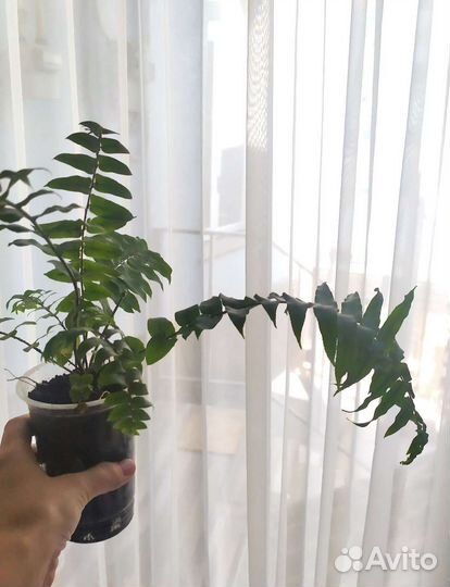 Папоротник Мачо