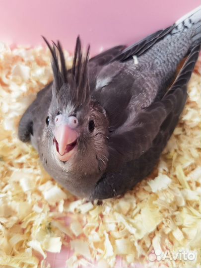 Кореллы выкормыши бронирование на май