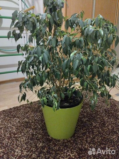 Фикус бенджамина