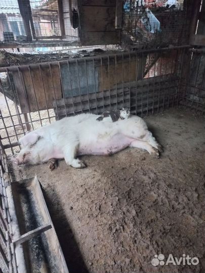 Быки,Коровы,Свиньи,Бараны Заготовитель