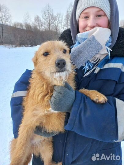Маленькие собаки из приюта