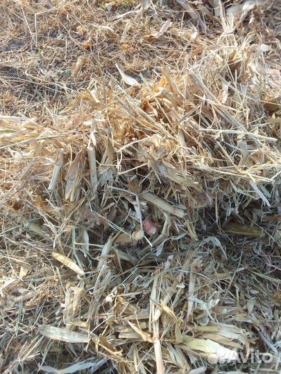 Сено луговое в тюках скукурузой