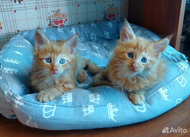 Котик мейн-кун