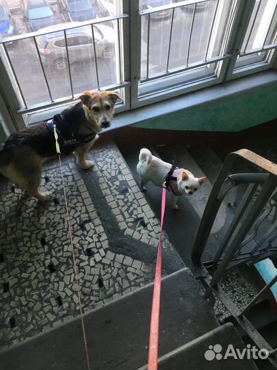 Передержка животных/Выгул собак