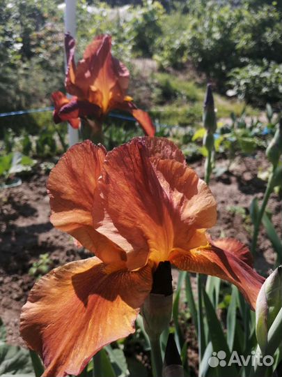 Ирисы бородатые