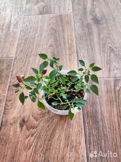 Фикус, лаванда, перец