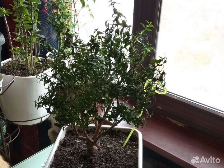 Бересклет форчуна комнатный,кротон, мирт