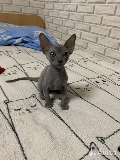 Котята сфинкс