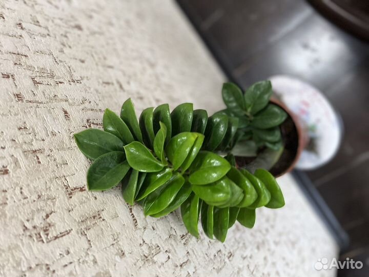 Замиокулькас зензи