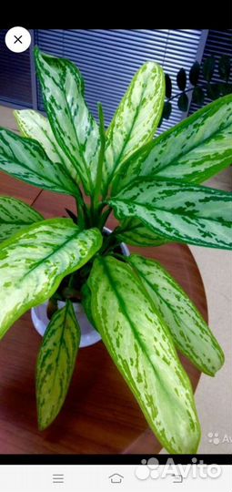 Продам пальму