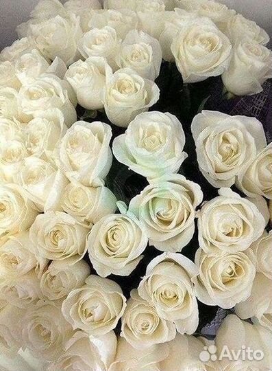 Высокие розы Гигантские Розы 150 160 170 180 190см