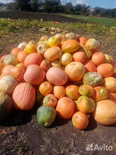 Тыква на корм животным