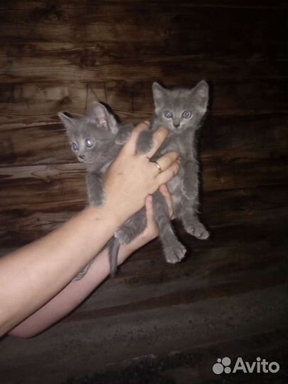 Котята в добрые руки, обе девочки