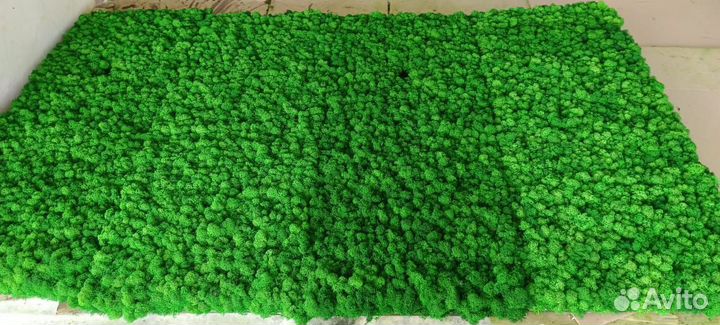 Мох стабилизированный оптом и в розницу