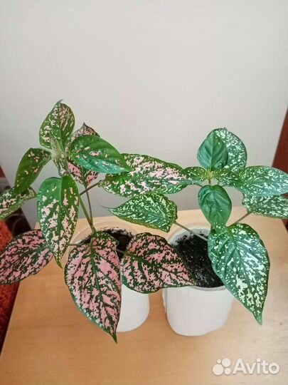 Гинура, Дифенбахии, Пеперомия, Пеллиония