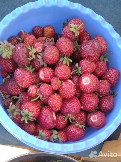 Клубника ремонтантная с ароматом земляники