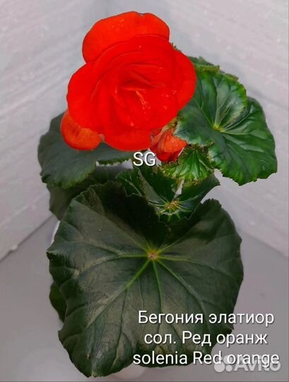 Сортовая бегония