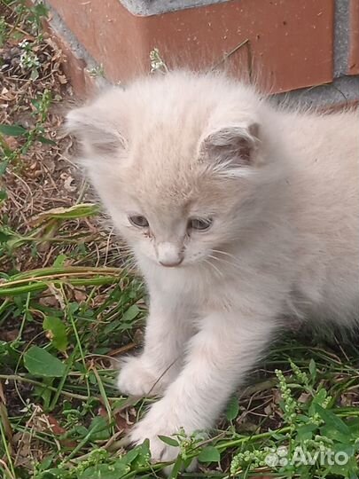 Котенок в добрые руки