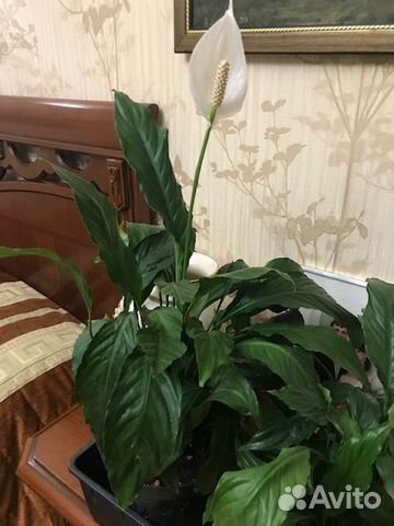 Спатифиллум 