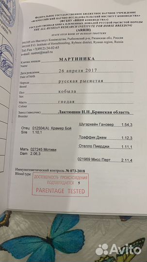 Лошади матки с жеребятами и жеребые