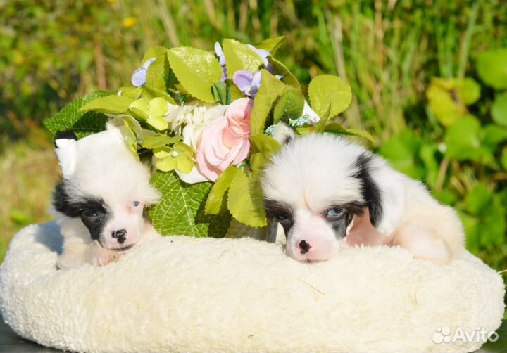 Игрушечные собачки куколки