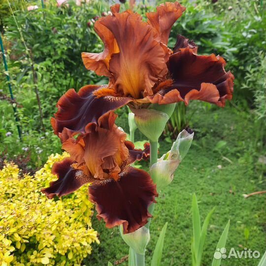 Ирисы от мала до велика