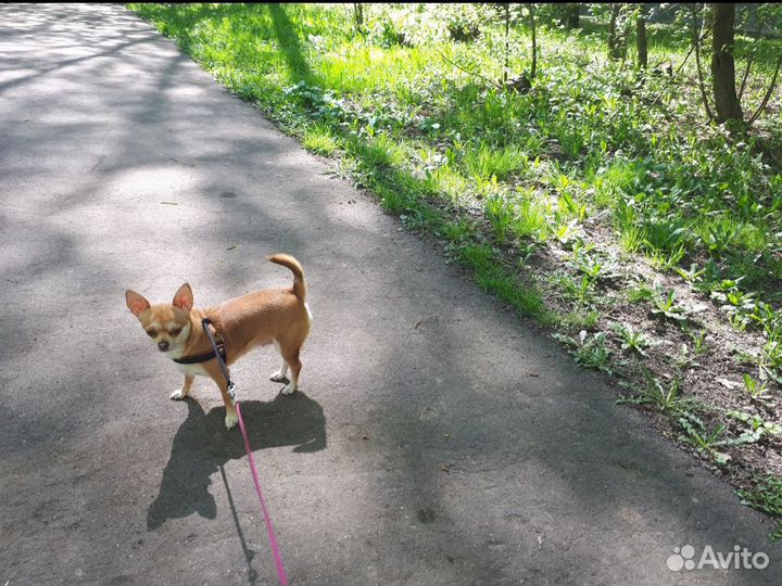 Передержка домашних животных
