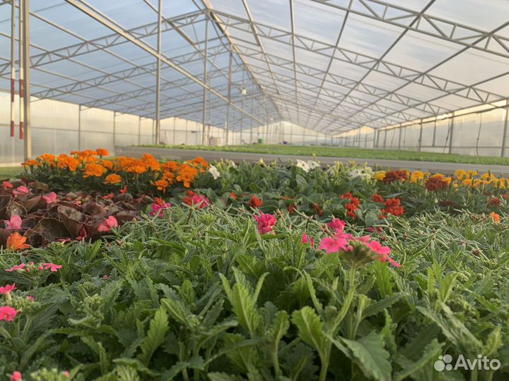 Рассада однолетних цветов